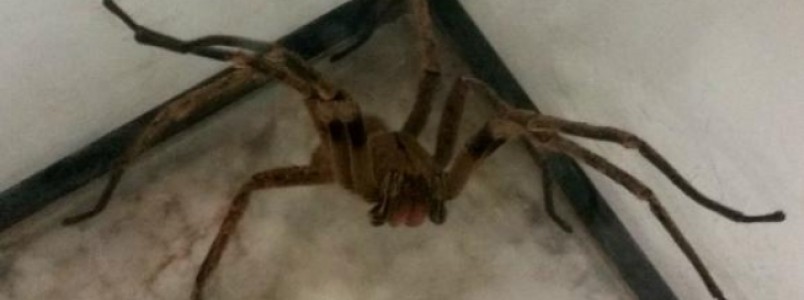 Butantan desenvolve pomada contra picada de aranha-marrom